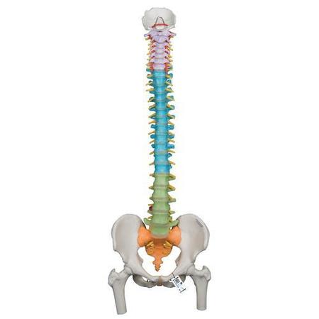 3B SCIENTIFIC Didactic Flexible Spine with - w/ 3B Smart Anatomy 1000129